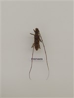 藏品(臺灣黃斑天牛)的圖片